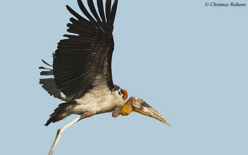 Greater Adjutant